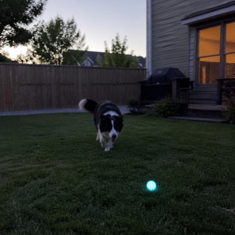 Border collie leaping to catch a glowing LED saucer ball in a backyard