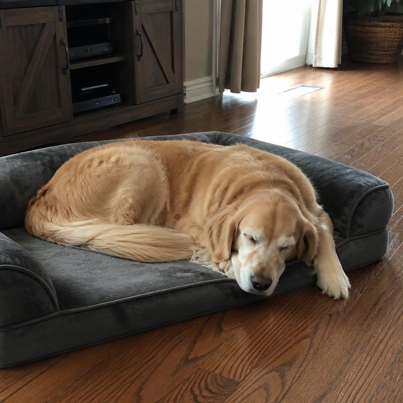 Golden retriever asleep on a washable pet bed at home