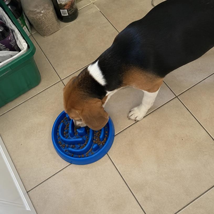 Beagle eating from a slow feeder maze bowl in a kitchen